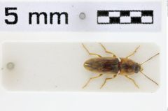 Foto (Dorsalansicht) von Aeoloderma anchoralis (NHMW-ZOO-COL-0010698)